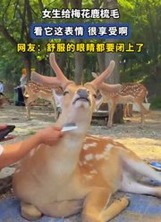 女生给梅花鹿梳毛，看它这表情很享受啊