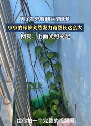 男子在外看到巨型绿萝，小小的绿萝突然发力竟然长这么大。