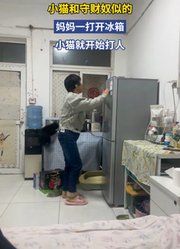 小猫和守财奴似的，妈妈一打开冰箱，小猫就开始打人