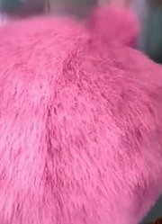 连续看完《猪猪侠之变身小英雄》，这集猪猪侠之变身小英雄分享给大家