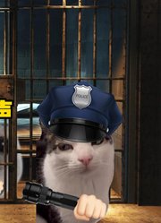 深夜牢房内最后的绝唱#猫meme#