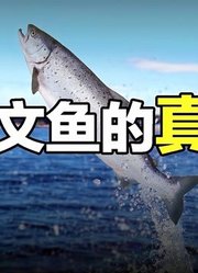 三文鱼：真假三文鱼？长白山水怪？黄海冷水团？原来你是这样的鱼