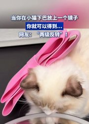 当你在小猫下巴放上一个镜子，你就可以得到...“两级反转”