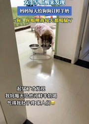 女生早上醒来发现，妈妈每天给狗狗订鲜羊奶