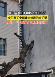 屋主人为了不阻挡大树的生长，专门留了个洞让树长进的房子里。