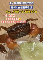 主人晒自家螃蟹吃东西，好似人在端着碗吃饭