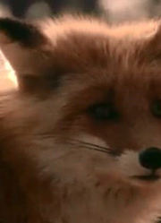 电影《狐狸的故事》放映35周年重制版预告