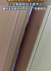 猫咪应激攻击超10小时，主人被困厨房不敢外出。