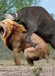 非洲水牛击败狮子-水牛大战10头狮子保护她的孩子