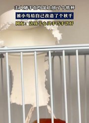主人随手在鸟笼上放了个纸杯，被小鸟给自己改造了个秋千