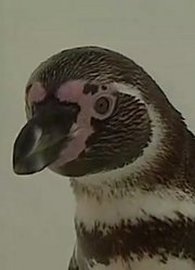 刷完了《天线宝宝》，这集Penguins分享给大家