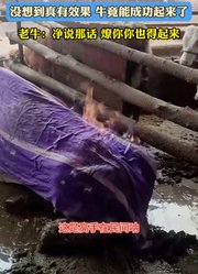 老牛瘫痪起不来主人给它做火疗，没想到真有效果牛竟能成功起来了