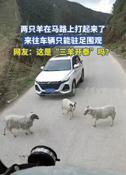 两只羊在马路上打起来了，来往车辆只能驻足围观