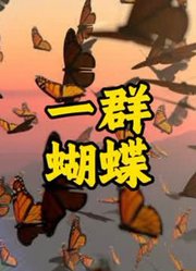 一群蝴蝶的“群”，竟用这个英文词，把我惊艳到了！