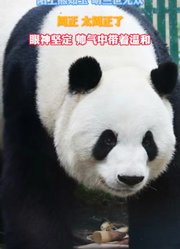 陌上熊如玉，萌兰世无双！眼神坚定，帅气中带着温和。
