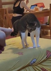 男子分享家里的猫，只要手一指它就立刻炸毛
