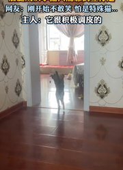 后腿残疾小猫只能靠倒立行走，主人：它很积极调皮的。