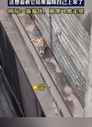 网友看到楼层中间有只猫，还想着救它结果猫咪自己上来了