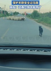 牧羊犬拦车配合主人圈羊，保护羊群安全过马路。