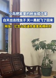 小鸟把家里的树当成了家，白天出去找虫子，天一黑就飞了回来