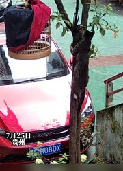 将鸟放在树上，没想到竟然被流浪猫爬上树偷走