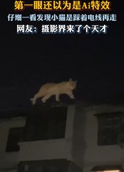 第一眼还以为是Ai特效，仔细一看发现是小猫踩着电线再走