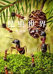 昆虫世界：小动物大能量