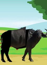 293趣味早教动画，根据黑色动物来拼出农场动物学