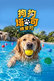 狗狗塔可趣冒险