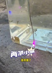 盒子爸爸.的2025年合集