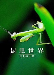 昆虫世界：昆虫的认知