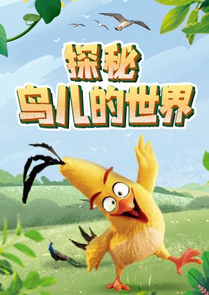 探索鸟儿的世界