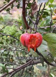 周小帅的龙凤胎的2026年合集1