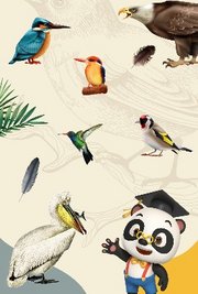 熊猫博士看世界鸟儿们的才艺表演