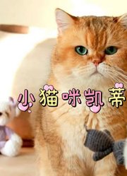 小猫咪凯蒂