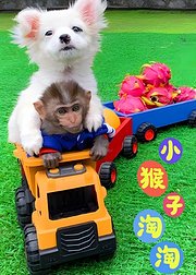 小猴子淘淘