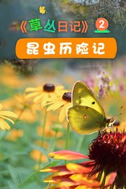 《草丛日记》2：昆虫历险记
