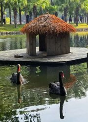 古诗词朗诵