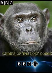 失落峡谷的黑猩猩