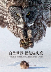 自然世界：揭秘猫头鹰