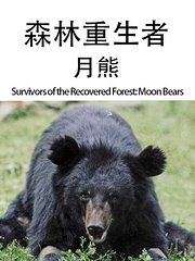 森林重生者：月熊