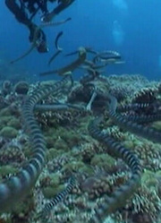 潜水者竟被一群海蛇包围