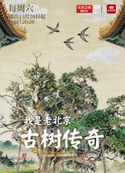 我是老北京——古树传奇