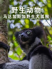 野生动物：马达加斯加大狐猴