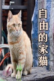 自由的家猫