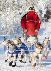 雪橇狗-征服育空赛