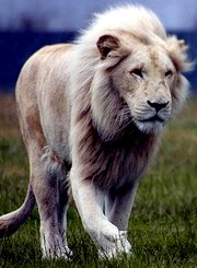 最野接触：白狮传奇