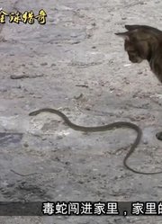 毒蛇闯进家里，家里的猫上演一场捍卫地盘大战