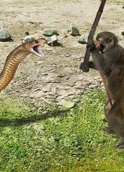 毒蛇捕猎老鼠，猴子伸出援助之手，蛇口抢出救回