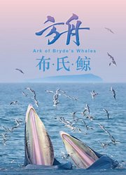 方舟-布氏鲸